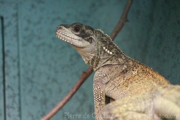 Weber's sailfin lizard