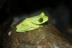 Lemur leaf frog