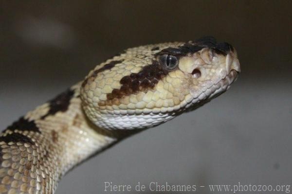 Black-tailed rattlesnake