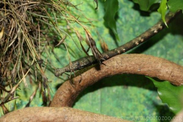 Madagascar leaf-nosed snake