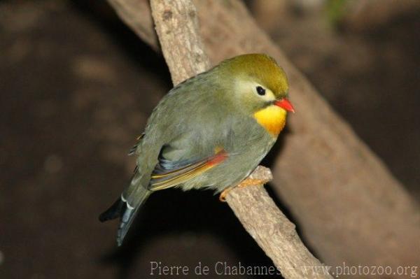 Red-billed leiothrix