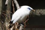 Bali myna