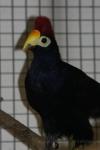 Ross's turaco