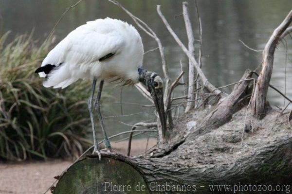 Wood stork