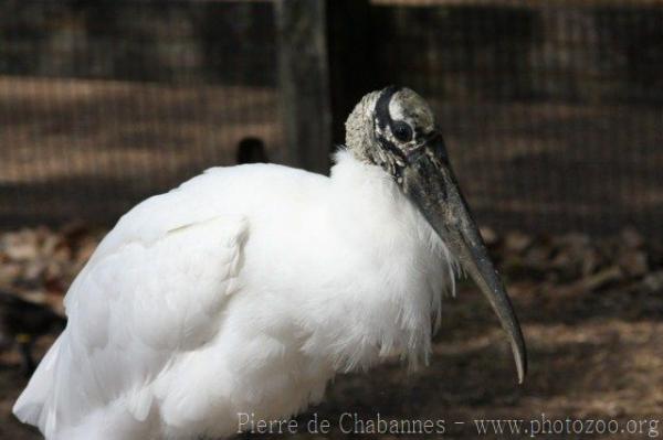 Wood stork