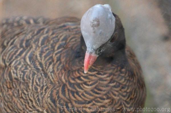 Helmeted curassow