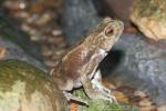 Hose's climbing toad