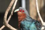 Chestnut-breasted malkoha