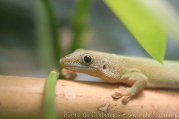 Fan-tailed day gecko