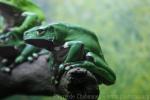 Giant monkey frog