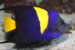 Arabian angelfish