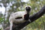 Coquerel's sifaka