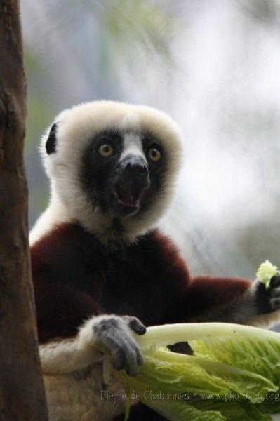 Coquerel's sifaka