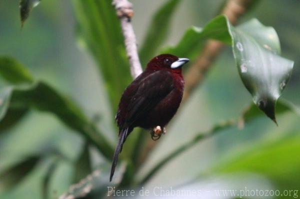 Silver-beaked tanager