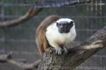 Pied tamarin