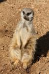 Slender-tailed meerkat