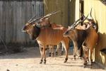 Giant eland