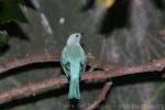 Blue-grey tanager