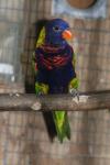 Biak lorikeet