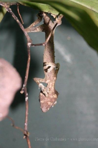 Satanic leaf-tailed gecko