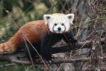 Red panda