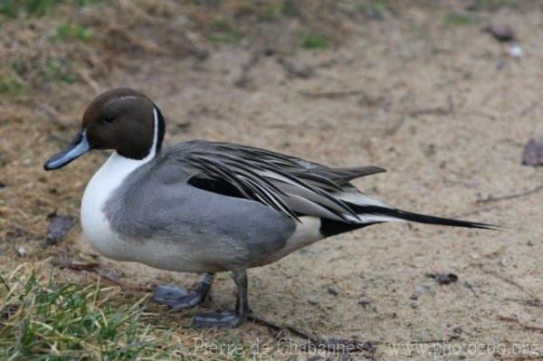 Northern pintail