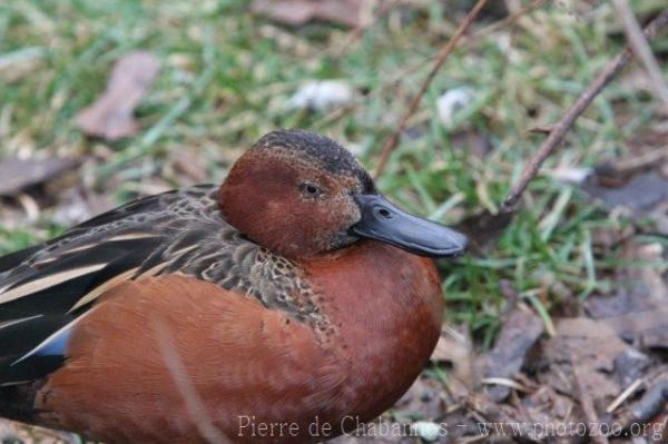 Cinnamon teal