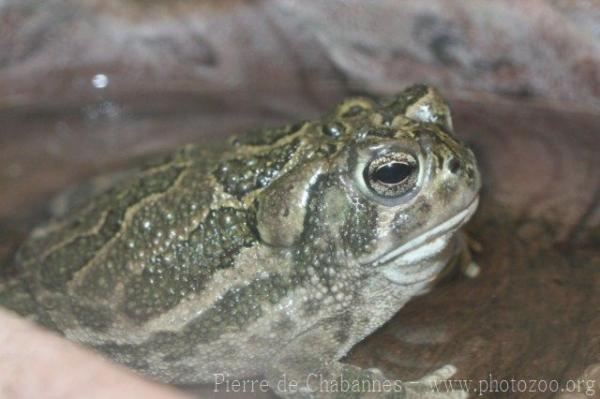 Great plains toad