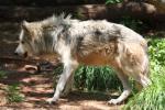 Mexican wolf