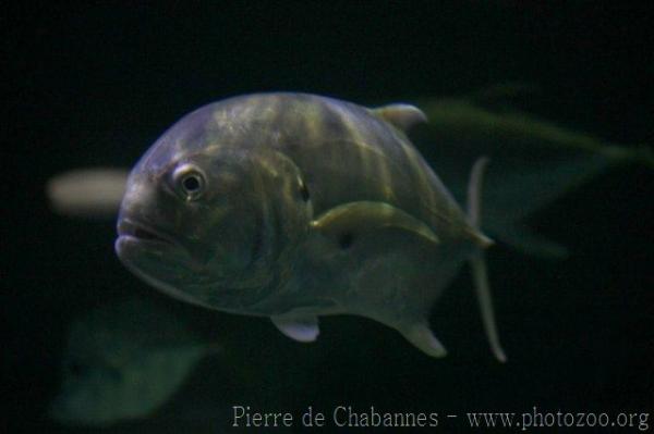 Crevalle jack