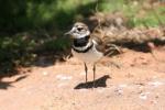 Killdeer