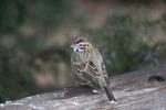 Lark sparrow