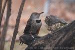 Yellow-shafted flicker