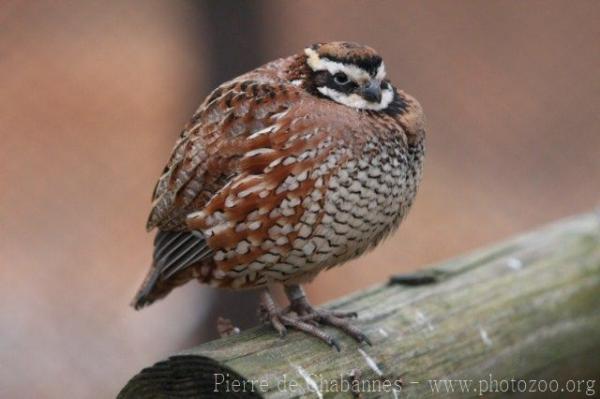 Northern bobwhite