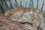 Solomon islands skink