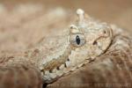 Sidewinder