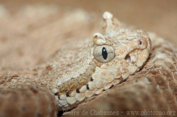 Sidewinder