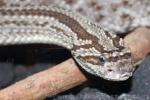 Cascabel rattlesnake