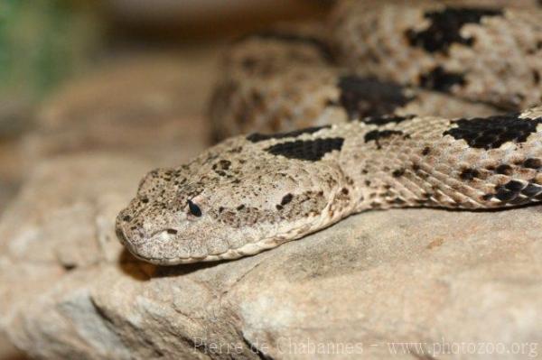 Rock rattlesnake