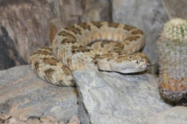 Panamint rattlesnake