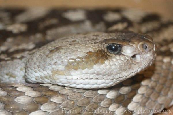 Ornate black-tailed rattlesnake