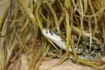 Mexican lance-headed rattlesnake