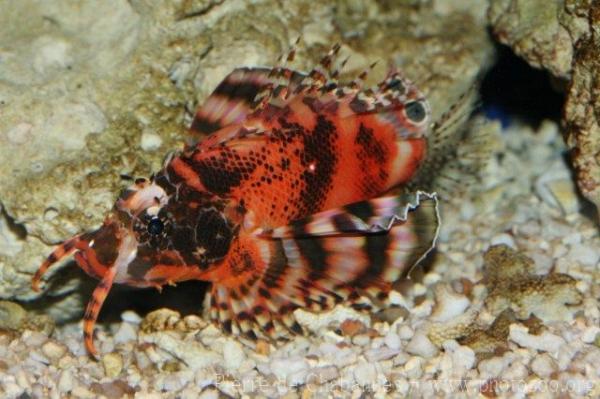 Twospot turkeyfish