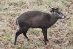 Tufted deer