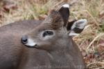 Tufted deer