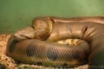 Green anaconda