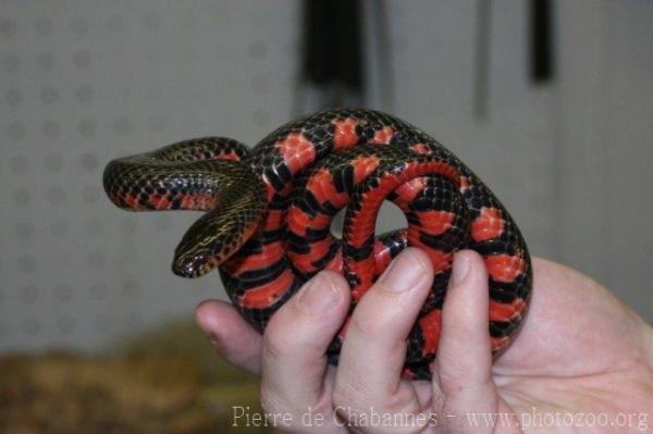 Red-bellied mudsnake