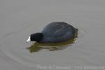 American coot