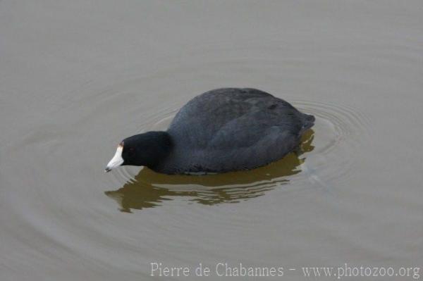 American coot