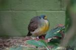 Sulawesi ground-dove